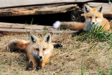 2 fox
