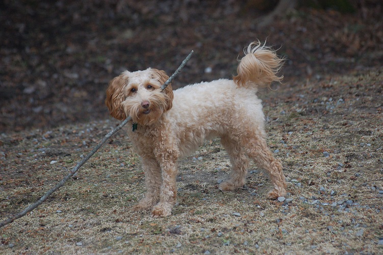golden doodle with a stick her mouth