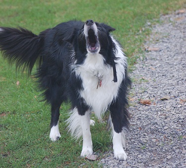 border collie howling