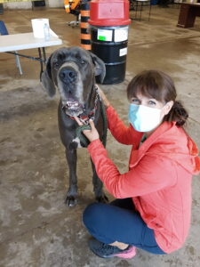 a great dane and his owner