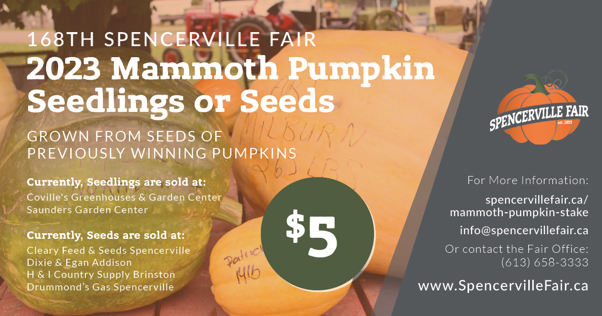 mammoth pumpkins seed for sale