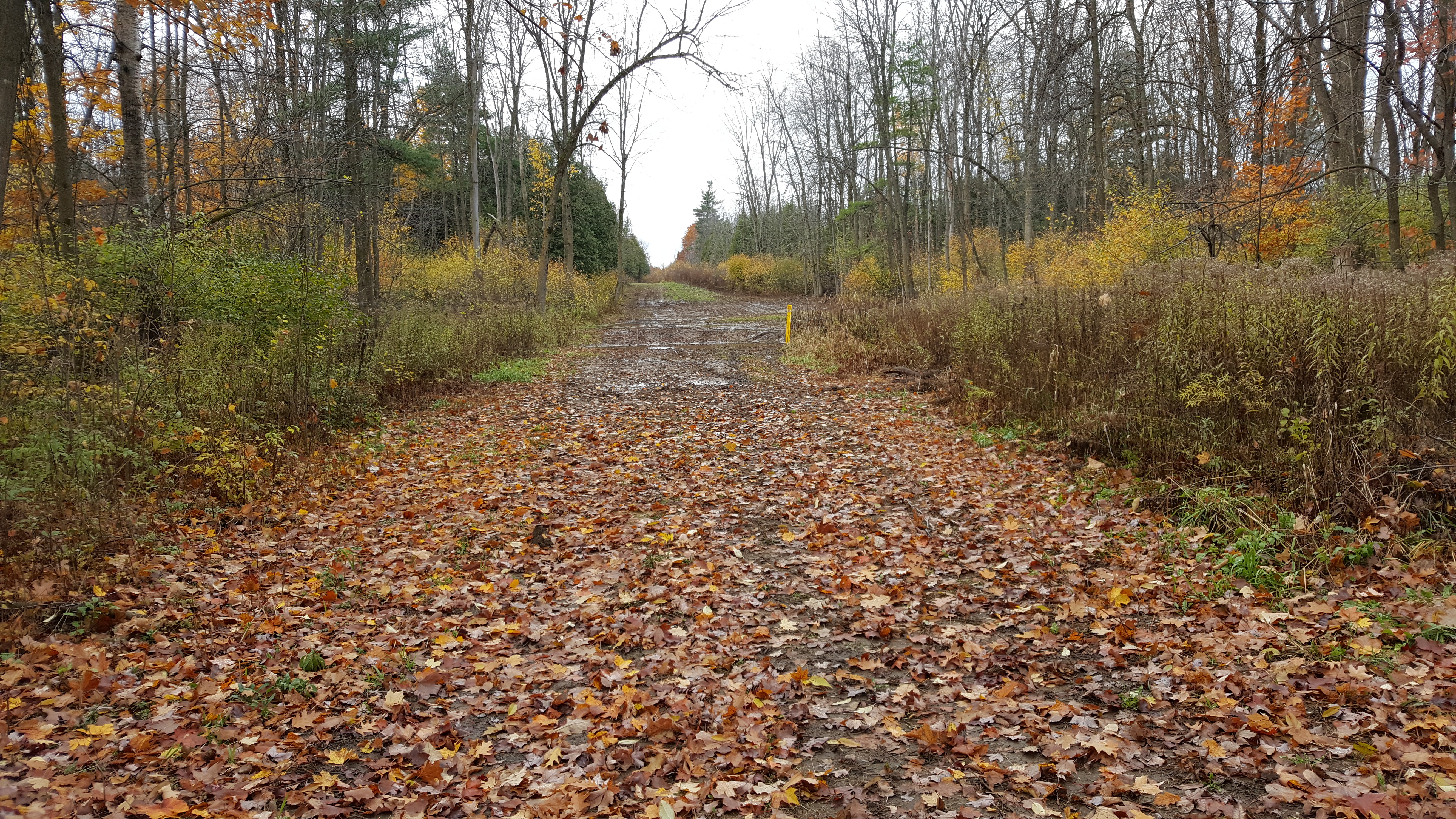 Transnorthern Pipeline trail in the fall