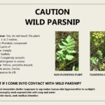 fact sheet about wild parsnip