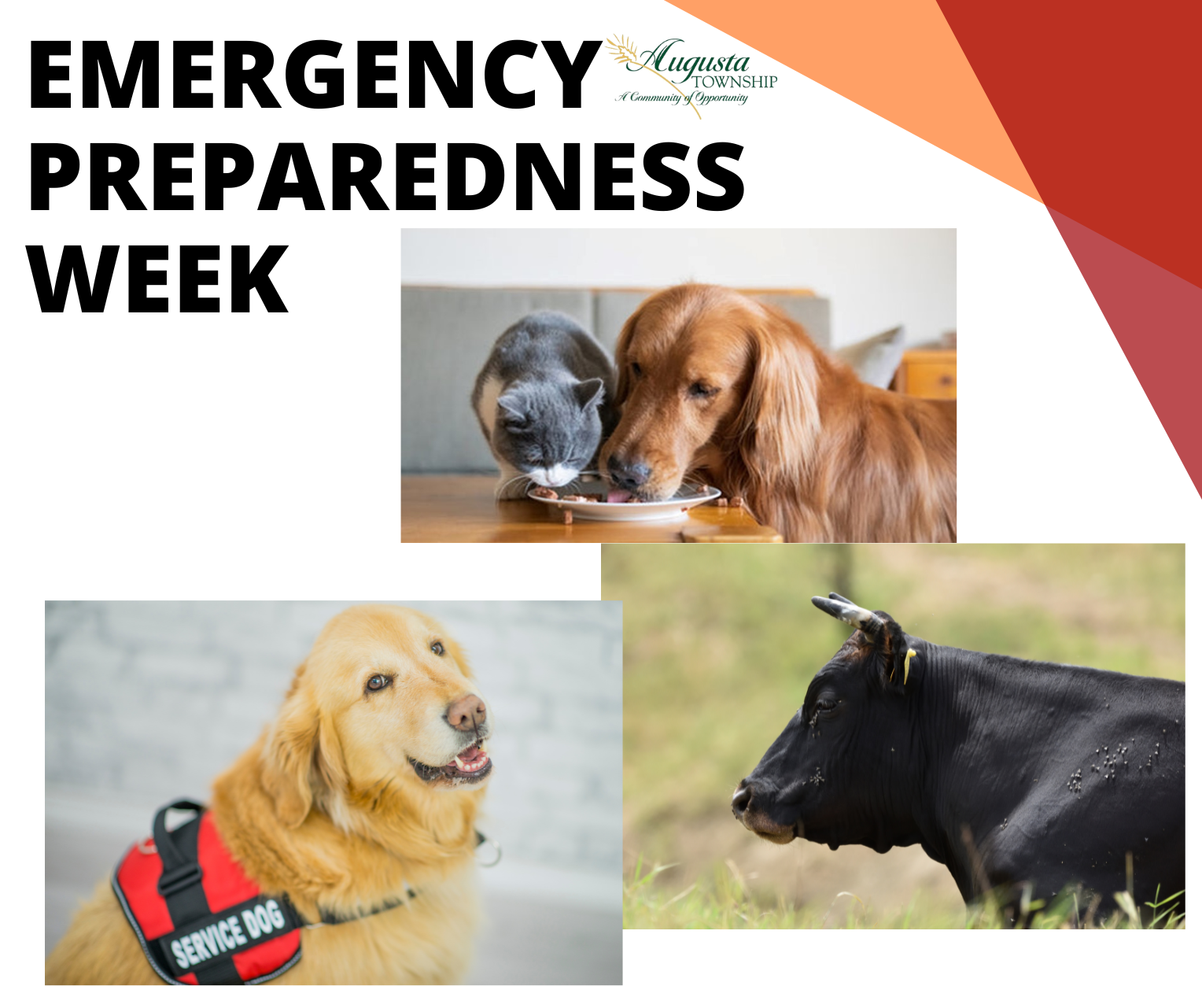 emergency preparedness week take care your pets and livestock